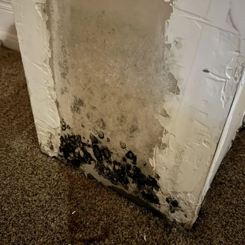Professional Mold Removal in Hampton County, SC